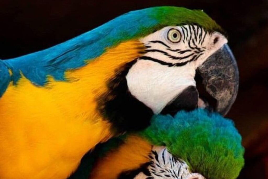 Pets Exóticos: Animais Incomuns do Brasil