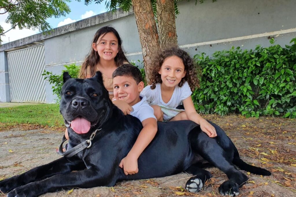 Tudo Sobre o Cane Corso: O Gigante Protetor