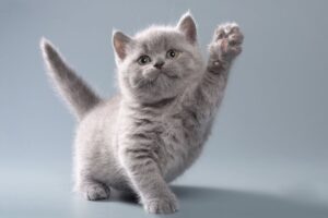 as 9 Raças de Gatos para Apartamentos