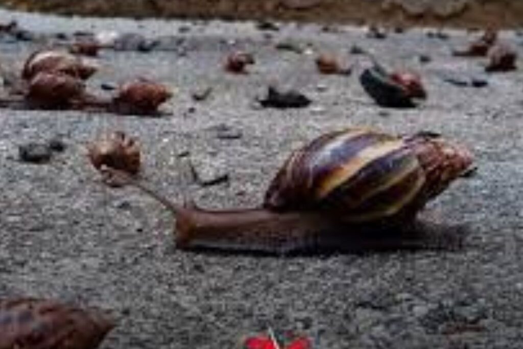 Pets Exóticos: Animais Incomuns do Brasil