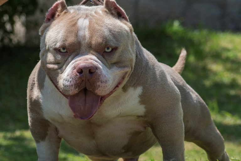 American Bully Força, Carisma e Equilíbrio