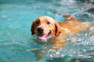 Diversão para cães em todos os lugares