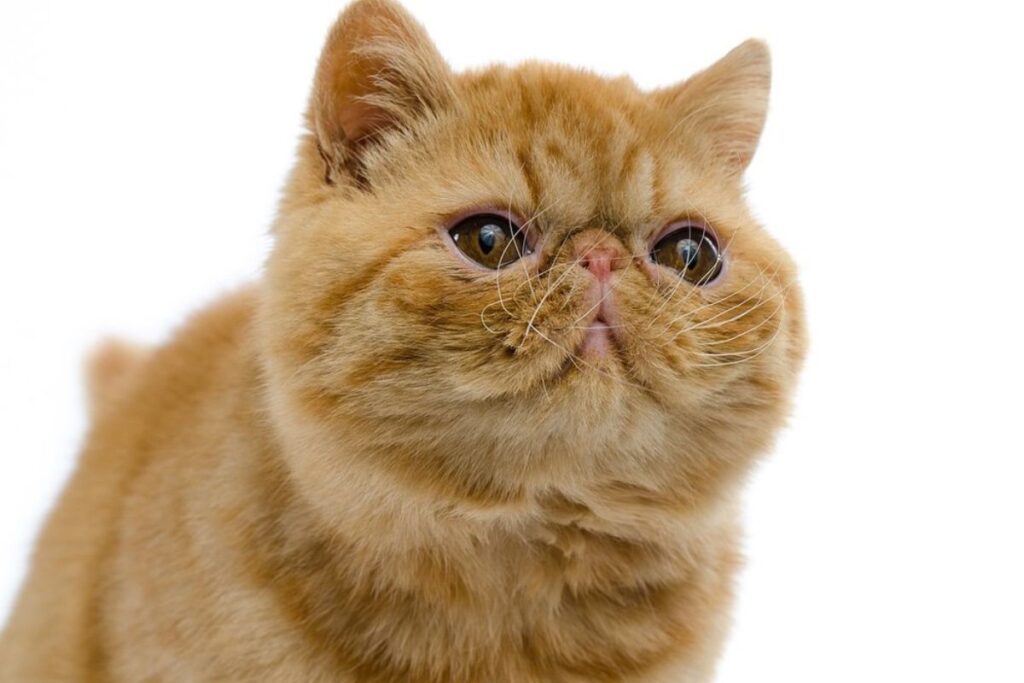 gato-exotico-pelo-curto