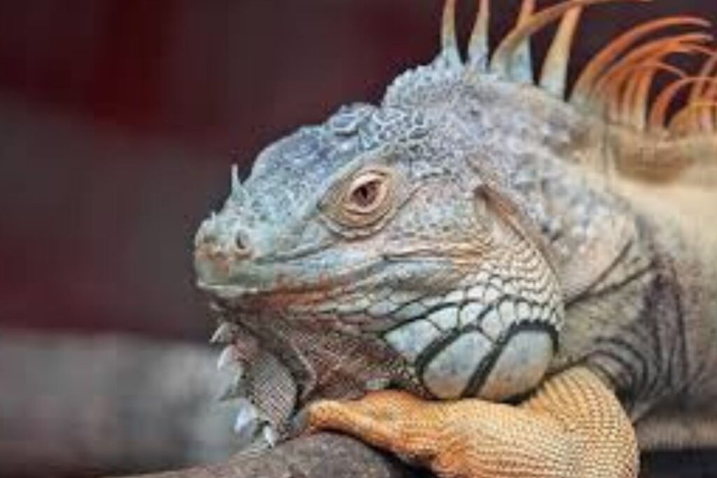 Pets Exóticos: Animais Incomuns do Brasil