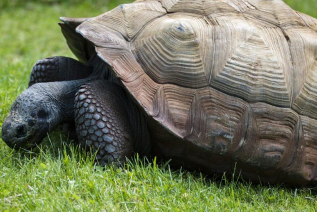 Pets Exóticos: Animais Incomuns do Brasil