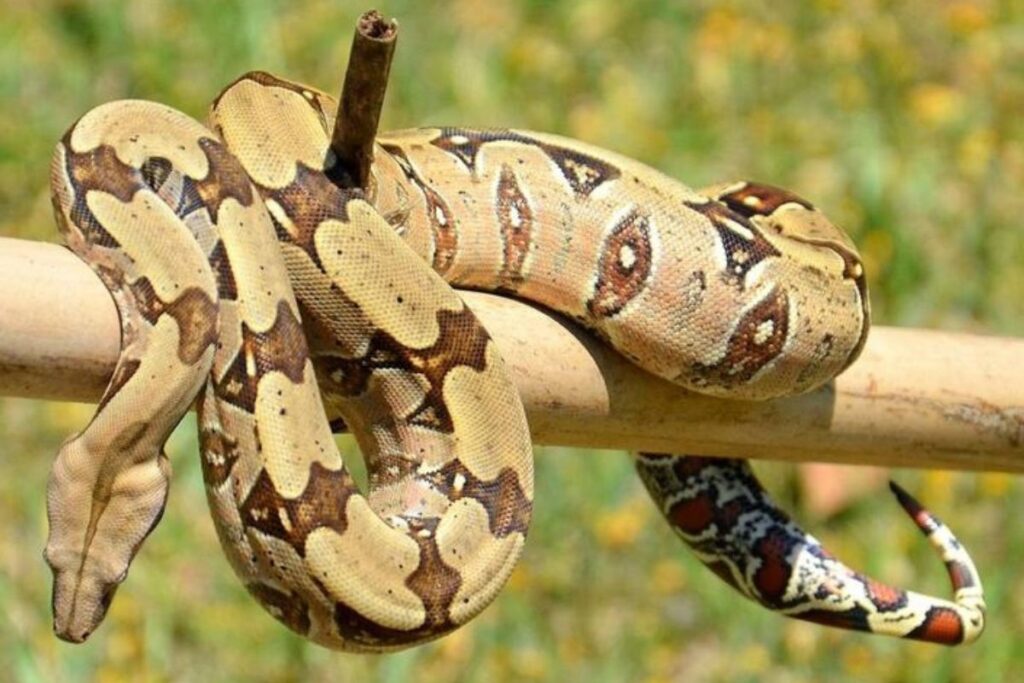 Pets Exóticos: Animais Incomuns do Brasil