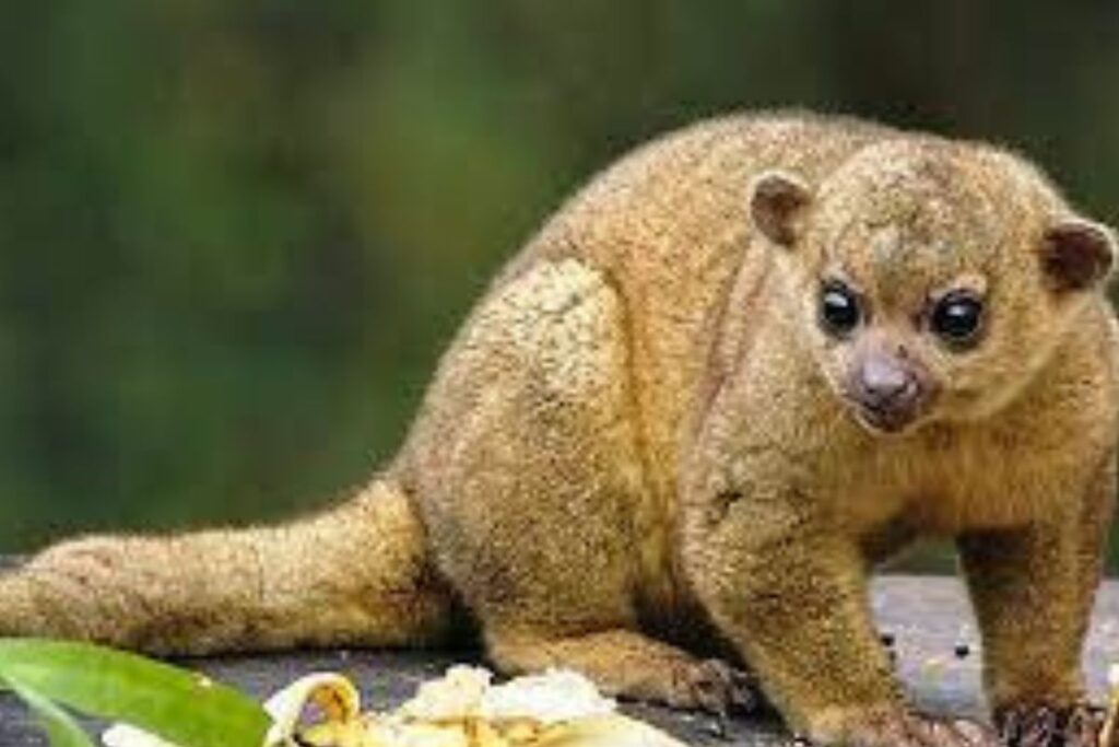 Pets Exóticos: Animais Incomuns do Brasil