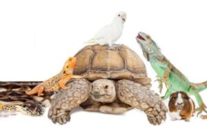 Pets Exóticos: Animais Incomuns do Brasil