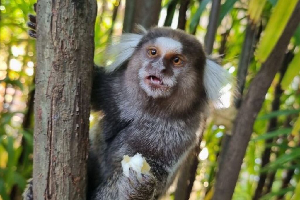 Pets Exóticos: Animais Incomuns do Brasil