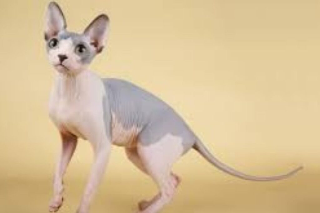 sphynx